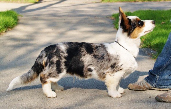 Cardigan Welsh Corgi Dog On Road