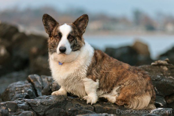 Cardigan Welsh Corgi Dog On Rock