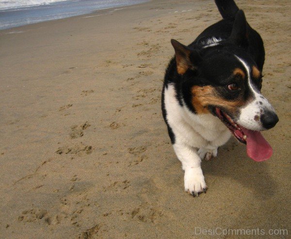 Cardigan Welsh Corgi On Beach