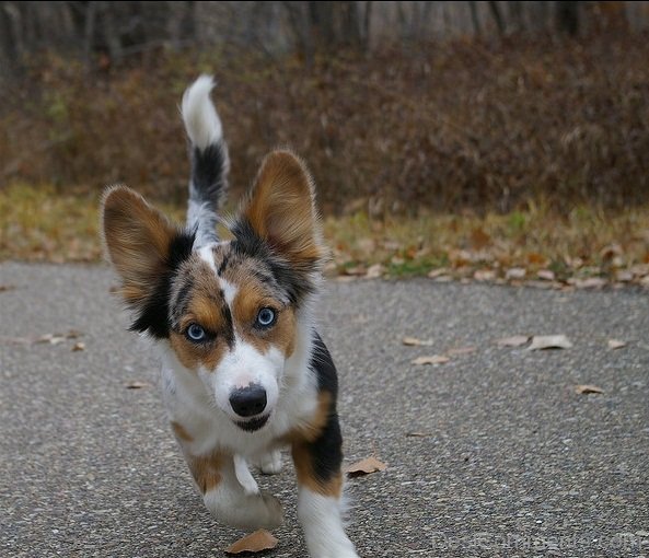 Cardigan Welsh Corgi On Road