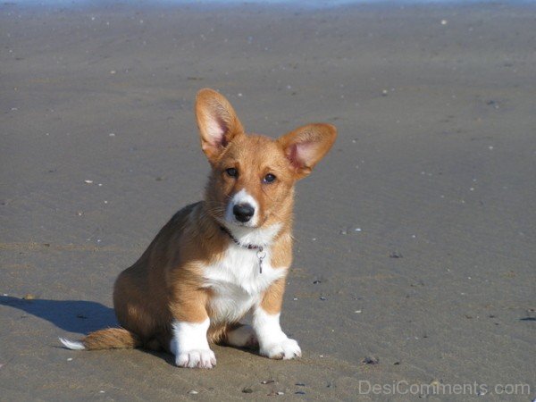 Cardigan Welsh Corgi On Sand