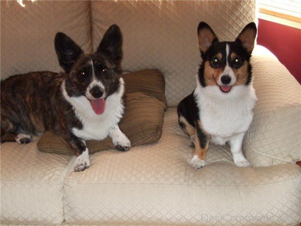 Cardigan Welsh Corgi On Sofa