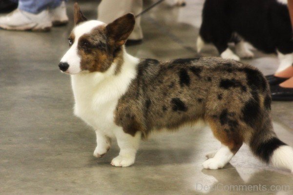 Cardigan Welsh Corgi Photo