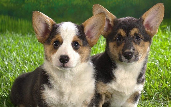 Cardigan Welsh Corgi Puppies