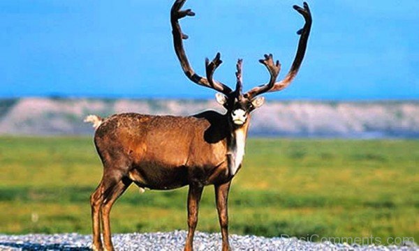 Caribou Animal