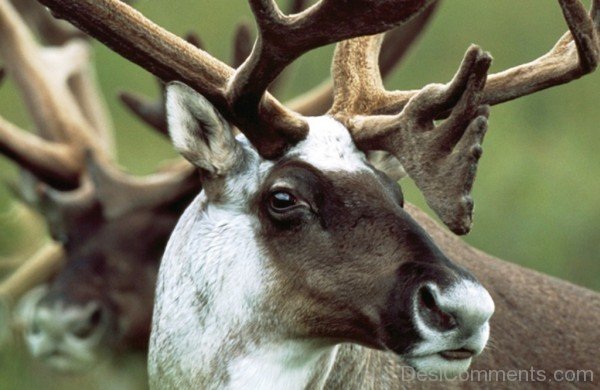 Caribou Closeup