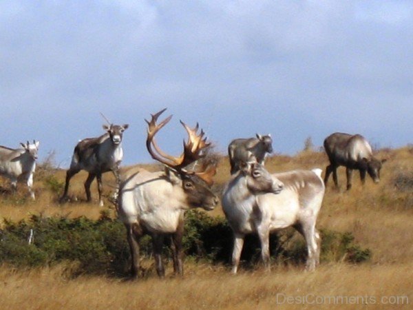 Caribous Image