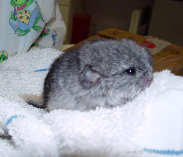 Chinchilla Baby-dc9804