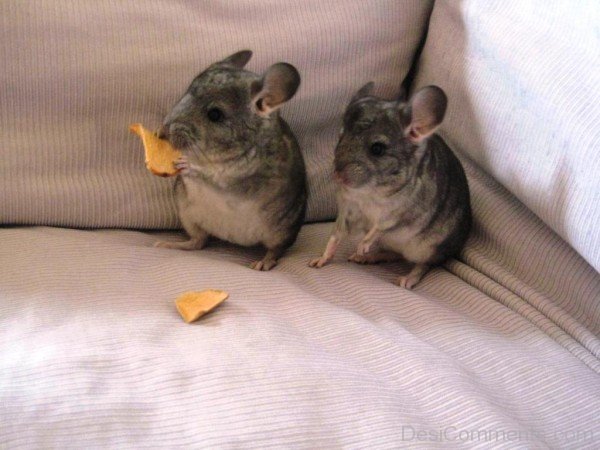 Chinchillas Eating