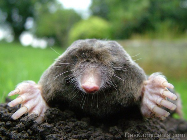 Close Up Of Mole