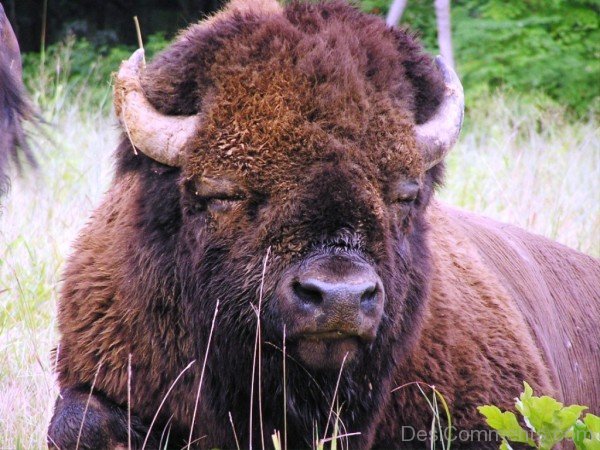 Closeup Of Bison