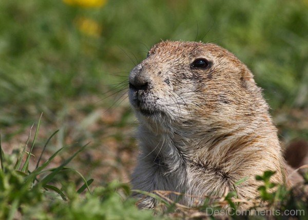 Closeup Of Gopher