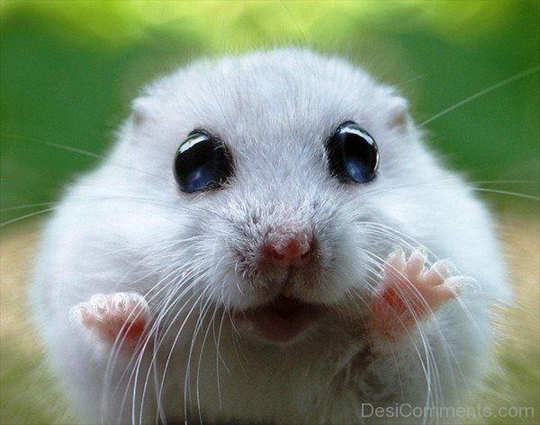 Closeup Of Hamster