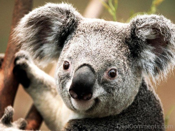 Closeup Of Koala