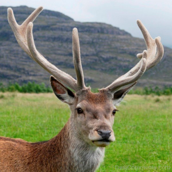 Closeup Of Red Deer