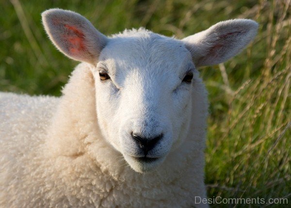 Closeup Of Sheep - DesiComments.com
