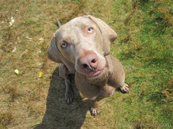 Closeup Of Weimaraner