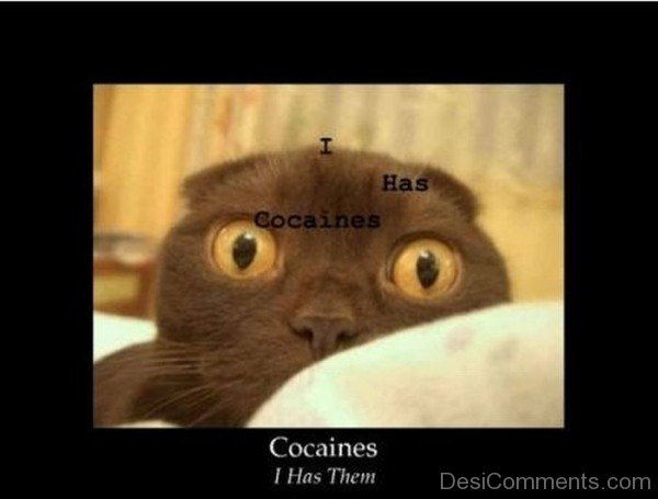 Cocaines I Has Them