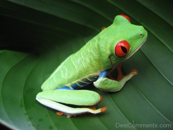 Costa Rican Frog