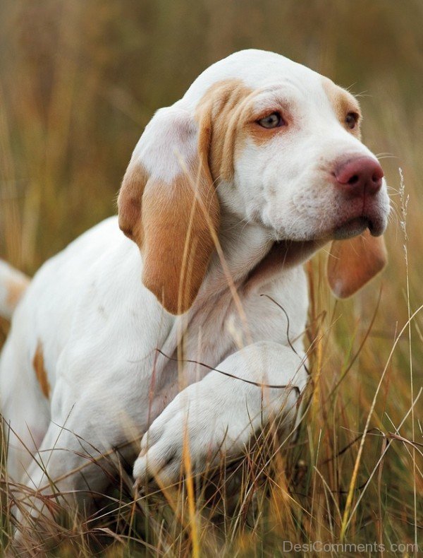 Cute Ariege Pointer Puppy