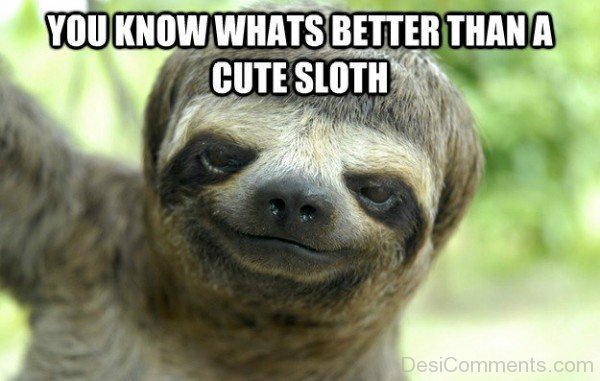 Cute Sloth