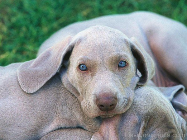 Cute Weimaraner Puppy