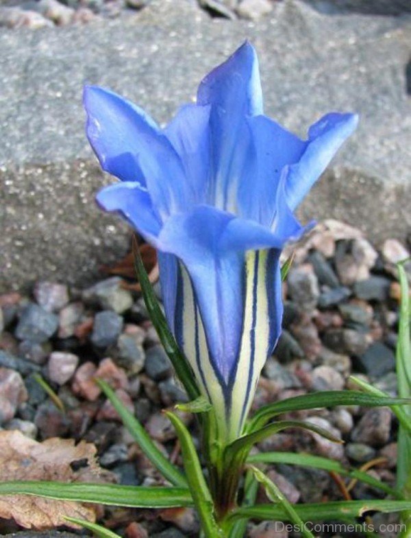 Dahurian Gentian Flower