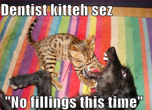 Dentist Kitten