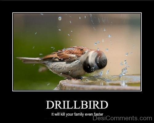 Drillbird