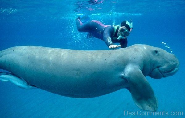 Dugong With Human