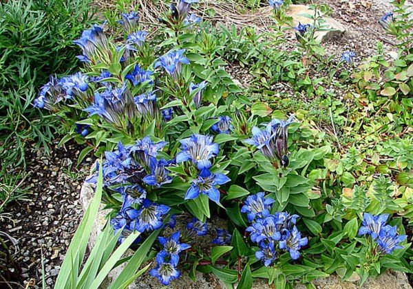 Elegant Crested Gentian Flowers