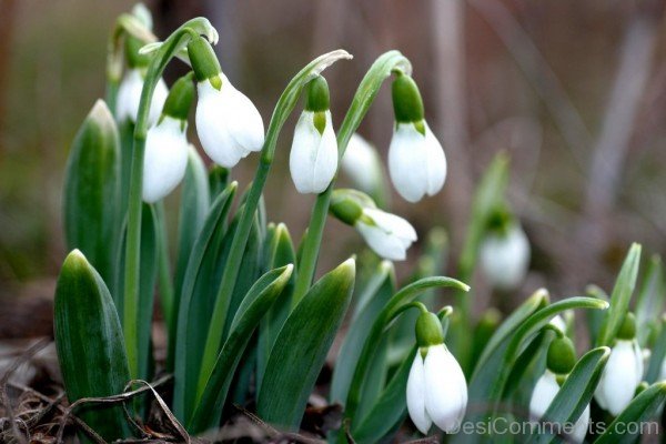 Elegant Elwes’s Snowdrop Flowers