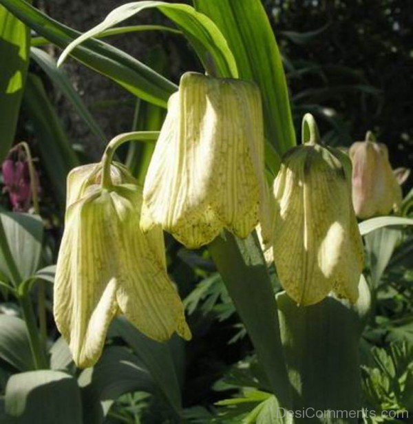 Elegant Fritillaria Pallidiflora Flowers