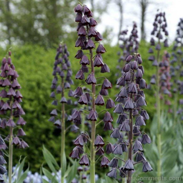 Elegant Fritillaria Persica Flowers