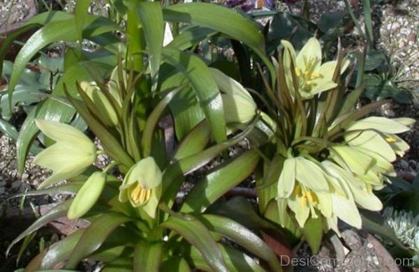 Elegant Fritillaria Raddeana Flowers