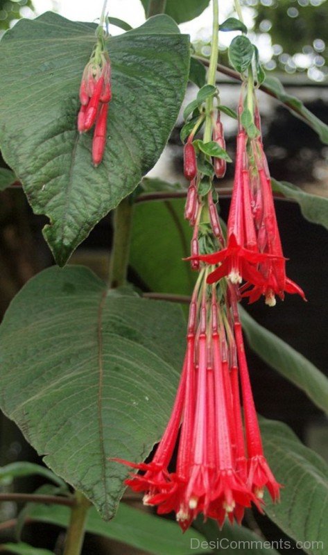 Elegant Fuchsia Boliviana Flowers-bgh5604DCDESI07