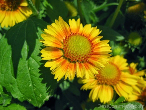 Elegant Gaillardia X Grandiflora Flowers