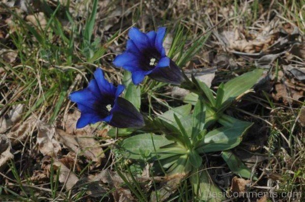 Elegant Gentiana Clusii Flowers-YUP904DC9812