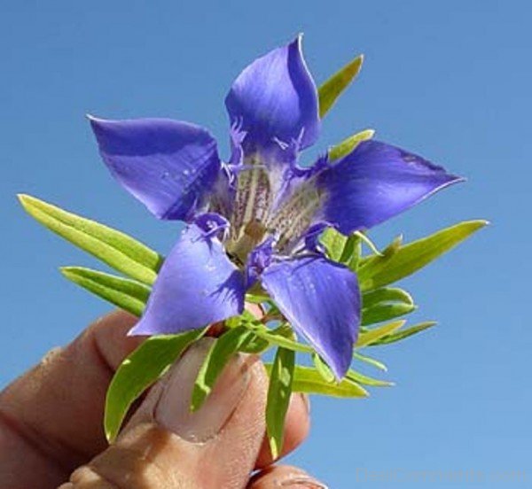 Elegant Gentiana Paradoxa