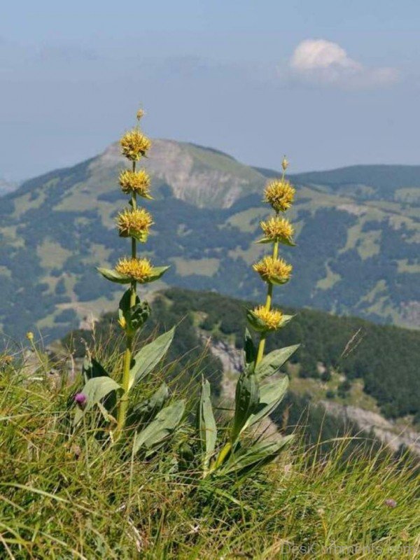 Elegant Giant Yellow Gentian Flowers