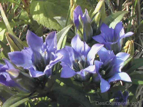 Elegant Japanese Gentian Flowers