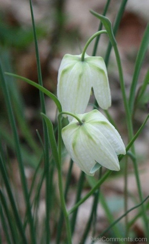 Elegant White Snake’s Head Fritillary Flowers