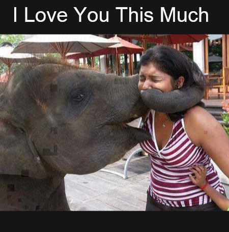 Elephant Love