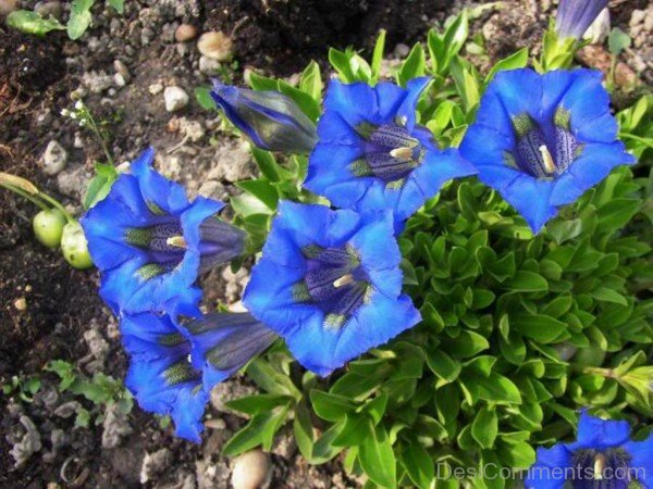 Extraordinary Crested Gentian Flowers