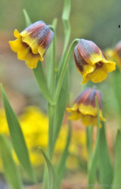 Extraordinary Fritillaria Michailovskyl Flowers