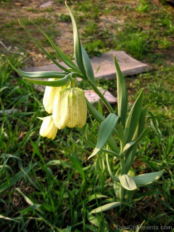 Extraordinary Fritillaria Pallidiflora Flowers