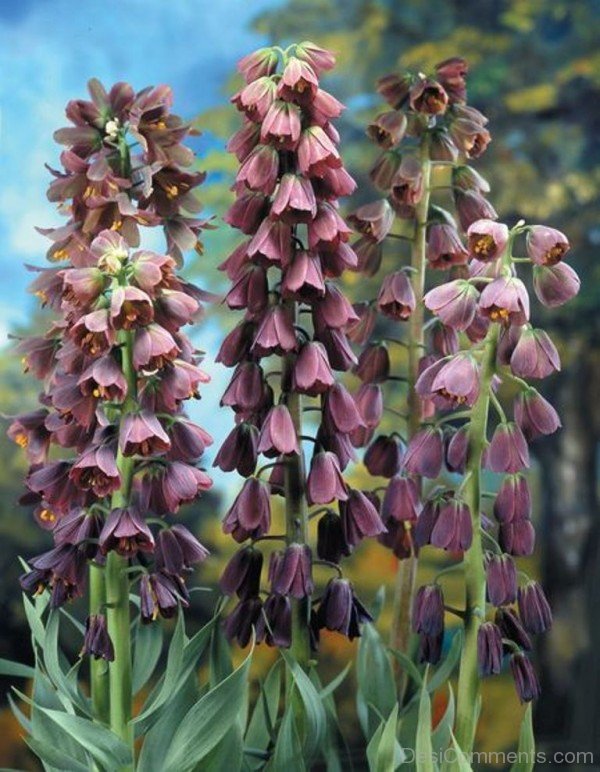 Extraordinary Fritillaria Persica Flowers