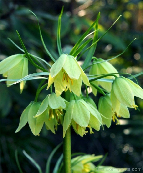 Extraordinary Fritillaria Raddeana Flowers