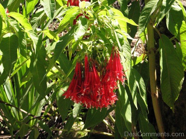 Extraordinary Fuchsia Boliviana Flowers