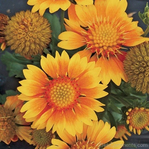 Extraordinary Gaillardia X Grandiflora Flowers-lkg106DCDEsi26